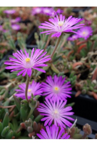 Delosperma aberdeenense