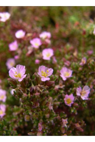 Frankenia thymifolia