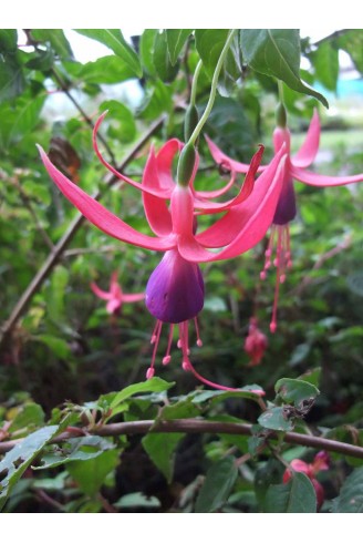 Fuchsia 'Blue Bush'