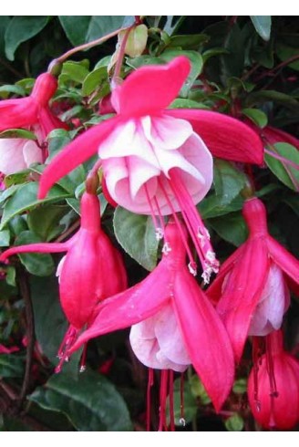 Fuchsia 'Connie'