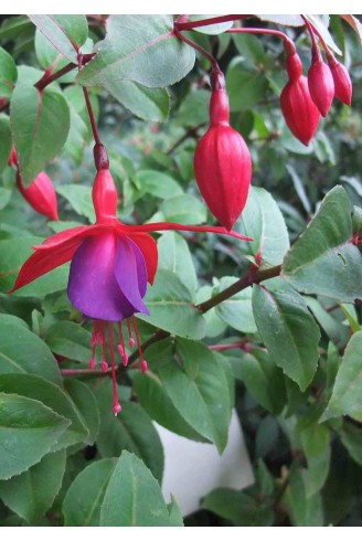 Fuchsia 'Mercurius'