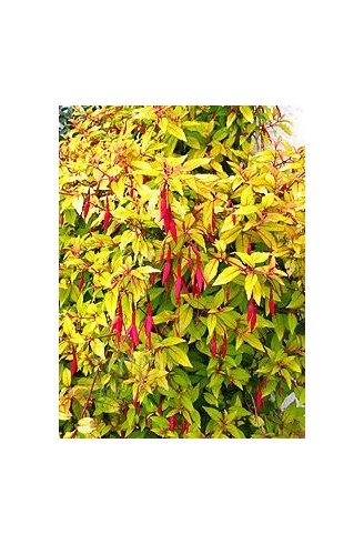 Fuchsia magellanica var....