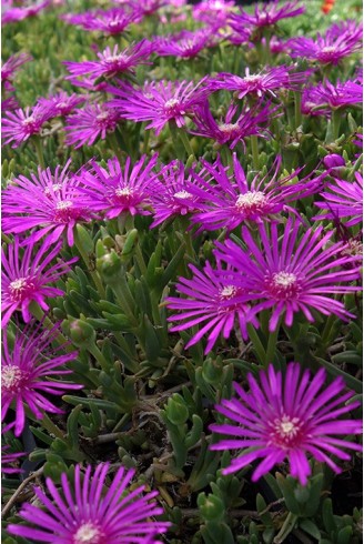 Delosperma cooperi