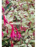 Fuchsia magellanica var.gracilis 'Versicolor'