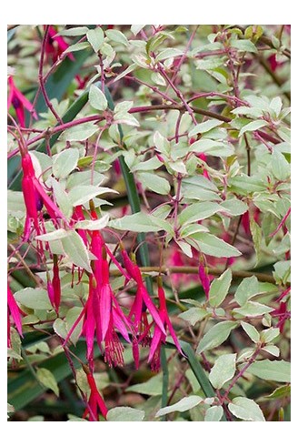 Fuchsia magellanica...