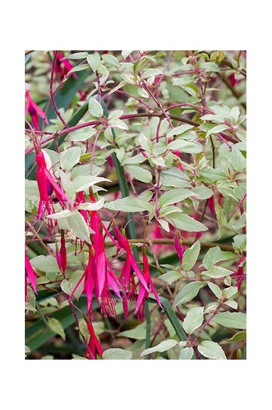 Fuchsia magellanica var.gracilis 'Versicolor'