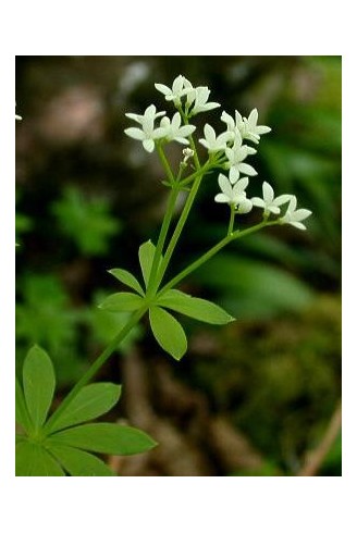 Galium odoratum