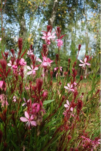 Gaura 'Compact Rose'