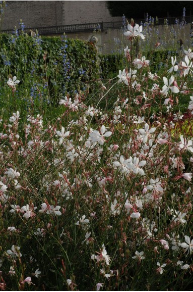 Gaura lindheimeri, floraison blanche tout l'été sans arrosage