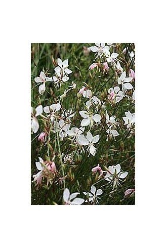 Gaura lindheimeri 'Short Form'