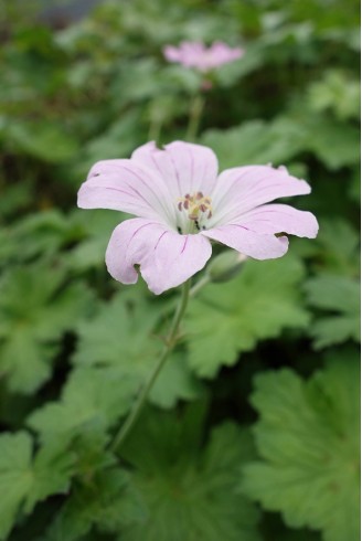 Geranium 'Dreamland'