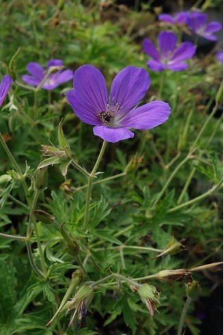 Geranium clarkei 'Kashmir...