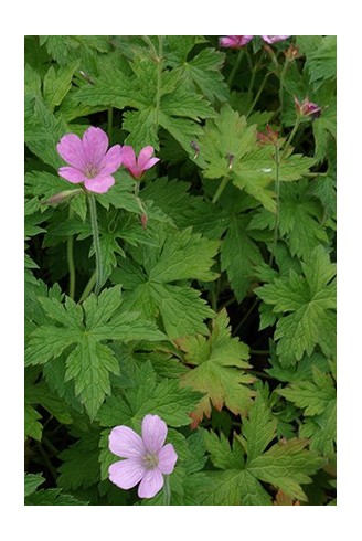 Geranium endressii