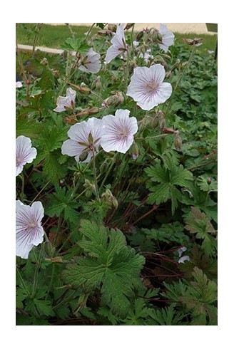 Geranium himalayense...