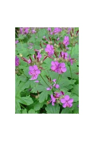 Geranium macrorrhizum