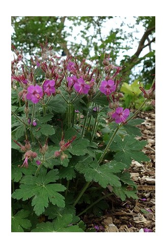 Geranium macrorrhizum 'Czakor'