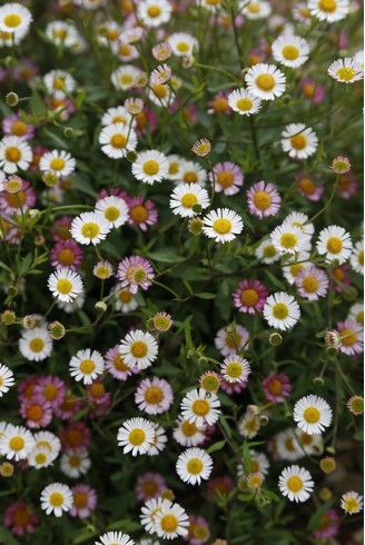 Erigeron karvinskianus