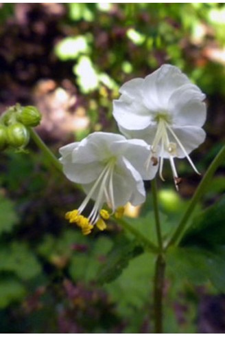 Geranium macrorrhizum 'Snow...