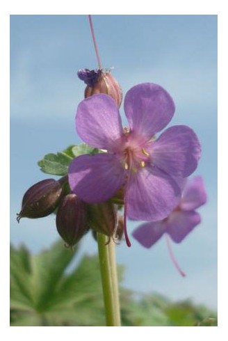 Geranium macrorrhizum...