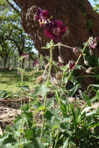 Geranium phaeum 'Samobor'