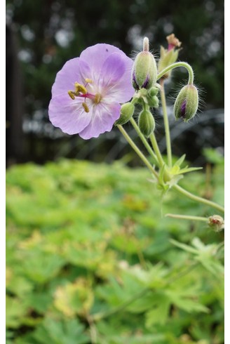 Geranium phaeum 'Walküre'