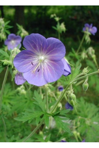 Geranium pratense