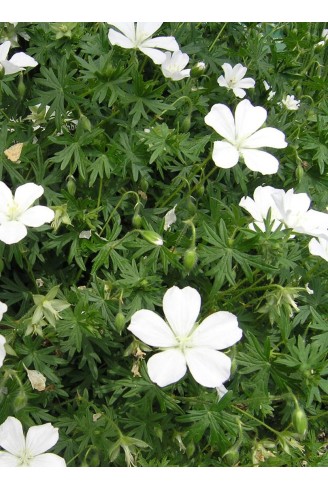 Geranium sanguineum 'Album'