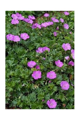 Geranium sanguineum...