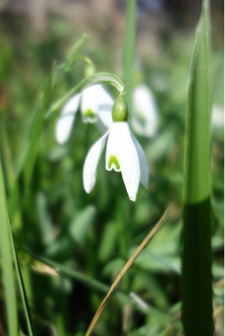 Galanthus nivalis