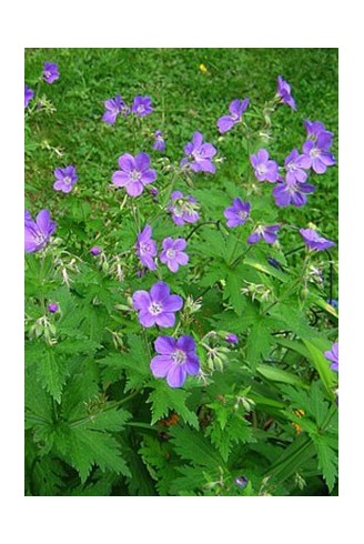 Geranium sylvaticum...