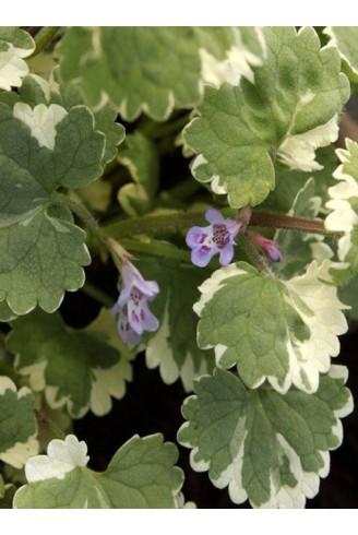 Glechoma hederacea 'Variegata'