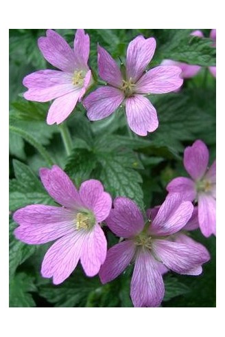 Geranium x oxonianum...