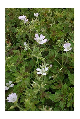 Geranium x oxonianum...