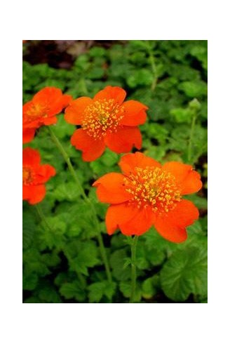 Geum coccineum 'Borisii'