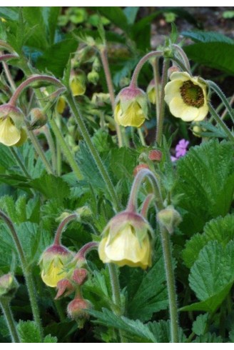 Geum rivale 'Lemon Drops'