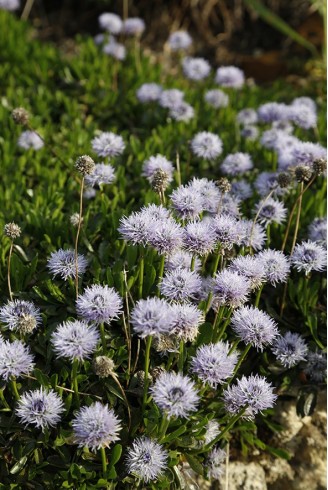 Globularia cordifolia