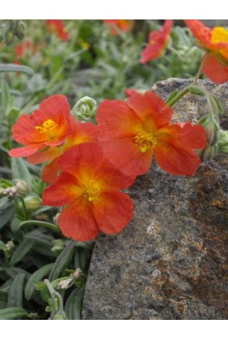 Helianthemum 'Fire Dragon'