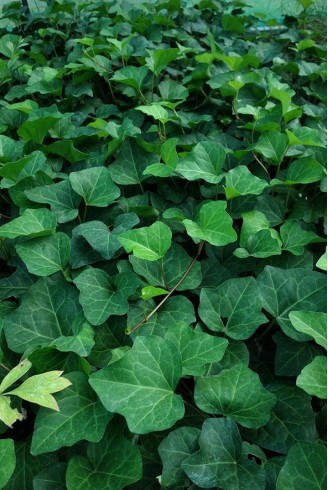 Hedera algeriensis...