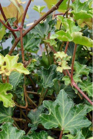 Hedera helix 'Ivalace'