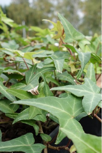 Hedera helix 'Needlepoint'