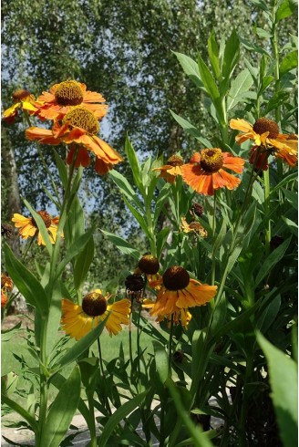 Helenium 'Moerheim Beauty'