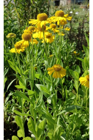 Helenium pumilum 'Magnificum'