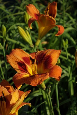 Hemerocallis 'Bandit Man'