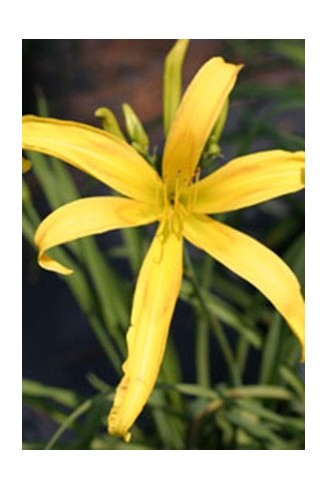 Hemerocallis 'Cat's Craddle'