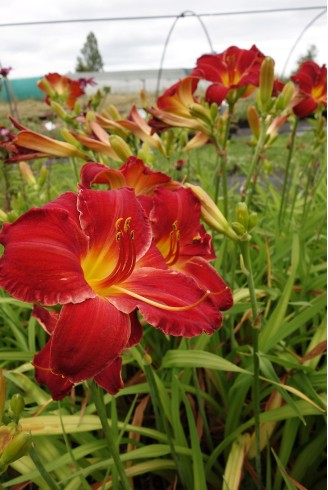 Hemerocallis 'Chicago...