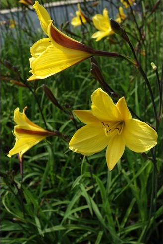 Hemerocallis 'Corky'