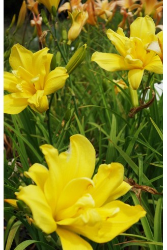 Hemerocallis 'Double Charm'