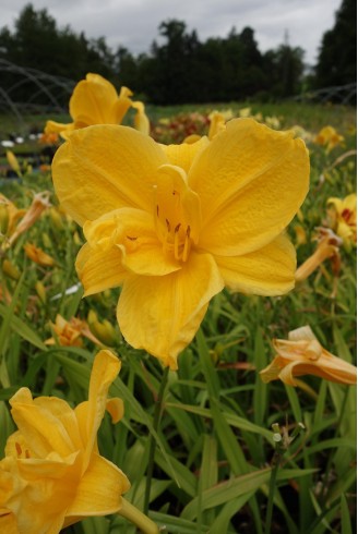 Hemerocallis 'Double Doubloon'