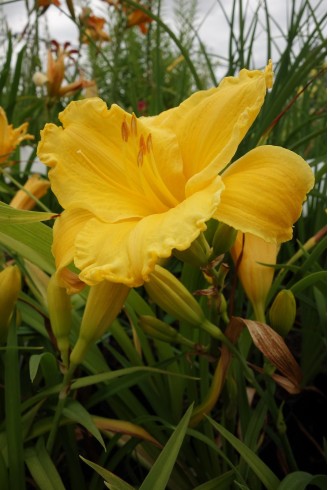 Hemerocallis 'Ed Kirchhoff'