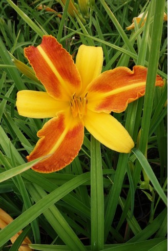 Hemerocallis 'Frans Hals'